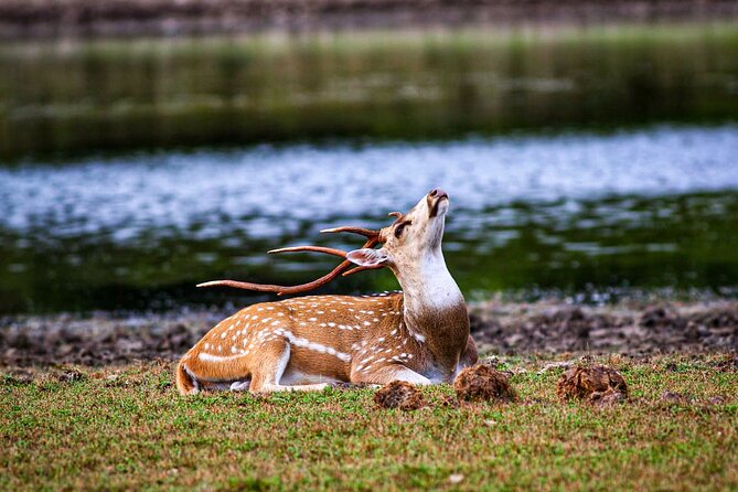 Day Tour to Wilpattu National Park From Negombo - Who Is This Tour Best For?