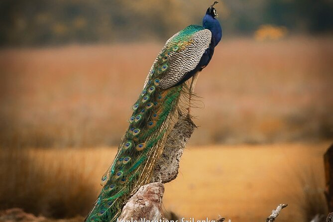 Day Tour to Wilpattu National Park From Negombo - The Sum Up