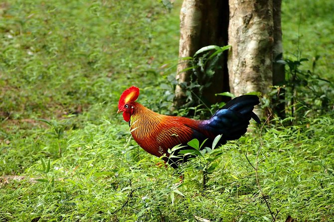 Day Tour to Wilpattu National Park From Negombo - Key Points