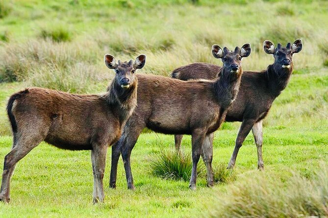 Horton Plains Park & Worlds End Guided Trekking From Nuwara Eliya - Frequently Asked Questions