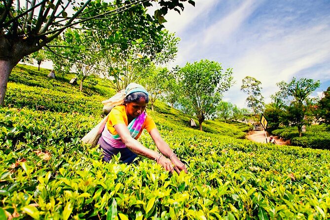 Horton Plains Park & Worlds End Guided Trekking From Nuwara Eliya - The Sum Up: Who Should Consider This Tour?