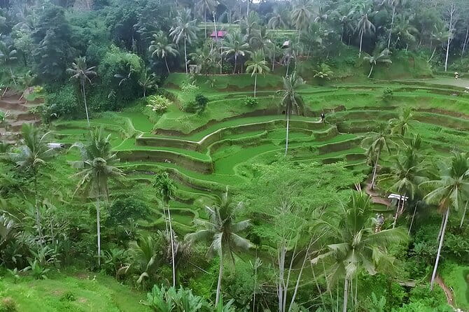 Half Day Ubud Village Private All Inclusive Tour - Final Thoughts