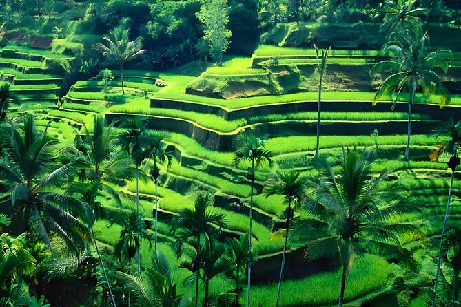Bali Half-Day Tour: Exploring Ubud Village - Passing By: Additional Highlights and Photo Stops