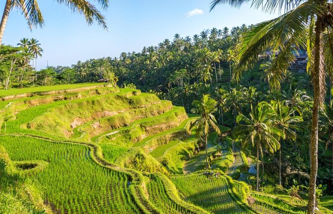 Bali ATV Ride Adventure and Ubud Rice Terrace, Waterfall Tour - Key Points