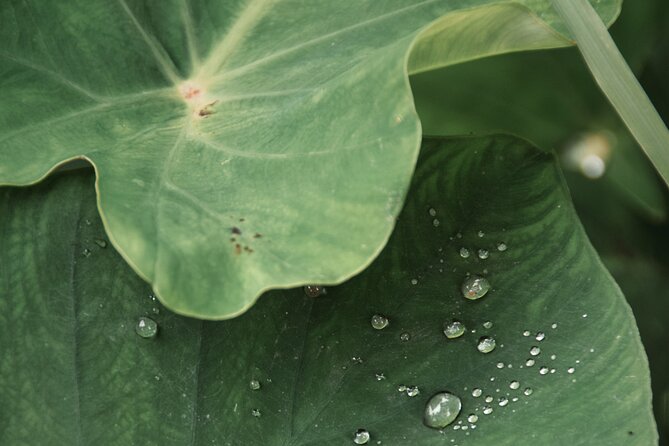 Ubud private tours - Practical Details and What to Expect