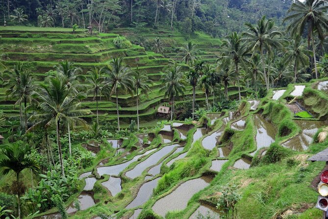 Ubud private tours - The Sum Up