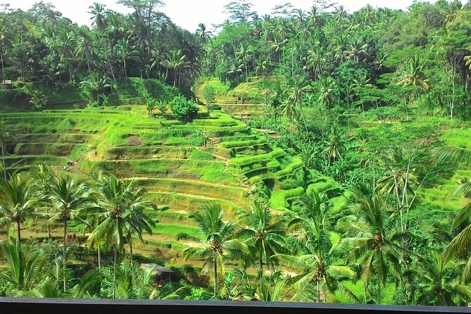 Bali in 1-Day : Rice Terrace, Volcano, Tanah lot - All Inclusive - Who Is This Tour Best For?