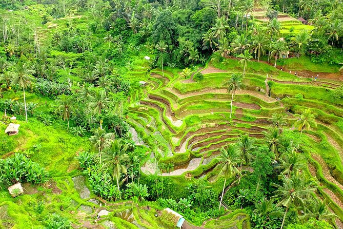 Best of Ubud Tour with Aloha Swing Packages - What the Reviews Say