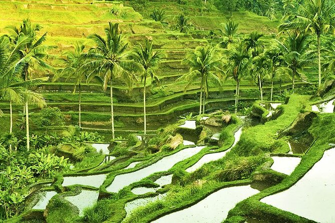 Best of Ubud Tour with Aloha Swing Packages - Who Will Love This Tour?