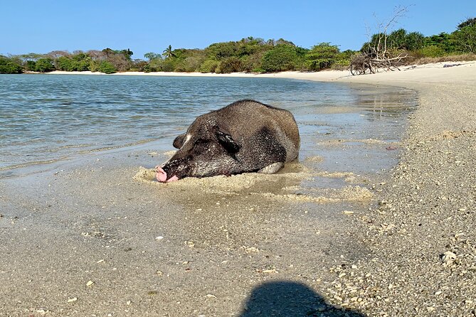 Pigs Island exclusive Semi VIP - Island-Hopping to Pig Island (Matsum Island)  