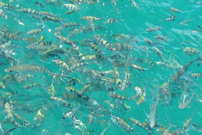 Pigs Island exclusive Semi VIP - Beach Time and Water Play  