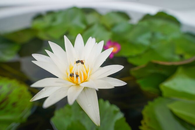 Bangkok Wat Pho and Flower Market Historical Walking Tour - Final Thoughts