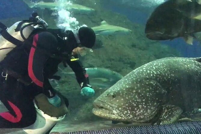 Underwater World in Pattaya Admission Ticket - Authentic Insights from Visitors