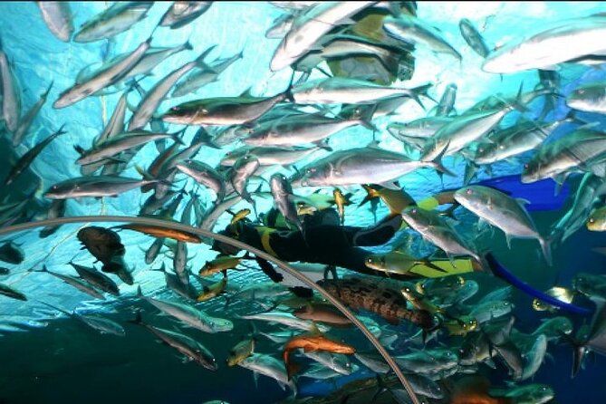 Underwater World in Pattaya Admission Ticket - FAQs About Underwater World Pattaya Admission Ticket