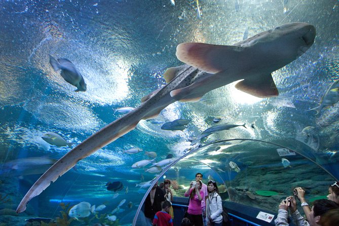 Pattaya Underwater World Tickets - An Introduction to Pattaya Underwater World