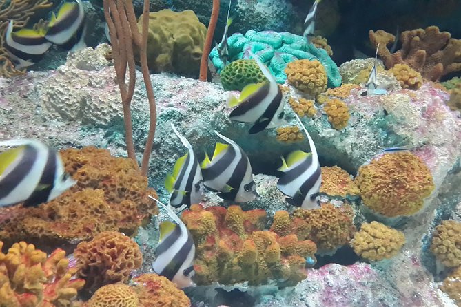 Pattaya Underwater World Tickets - The Sum Up