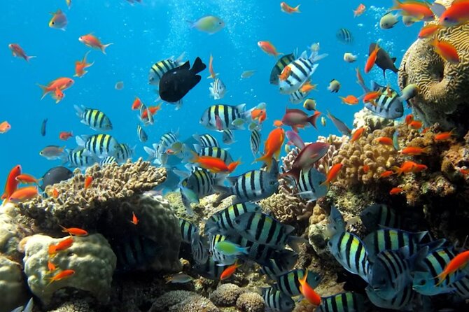 Pattaya Underwater World Admission Ticket - In-Depth Look at the Underwater World Pattaya Experience