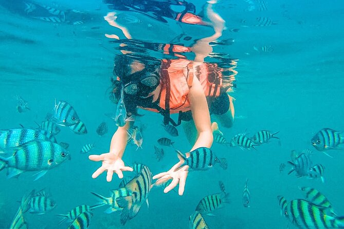 Pig Island (Koh Mudsum) and Koh Tan Tour with Meal from Koh Samui - Key Points