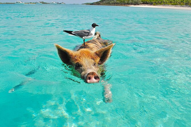 kohsamui.tours - Pig Island Snorkeling Eco Tour by Speed Boat - Who Is This Tour Best For?