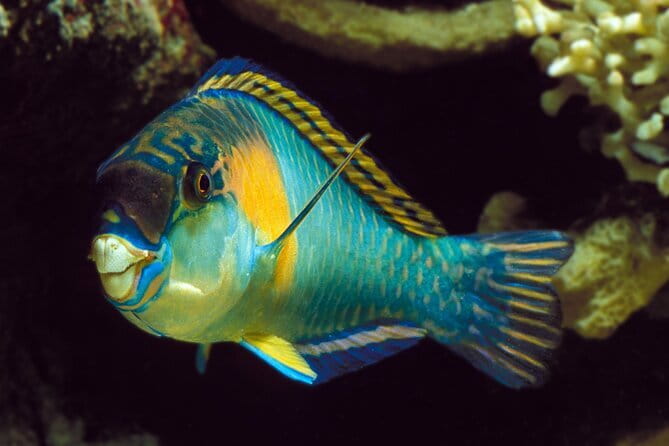 Koh Tao and Nangyuan Snorkeling Tour with Lunch by Catamaran - Potential Drawbacks or Considerations