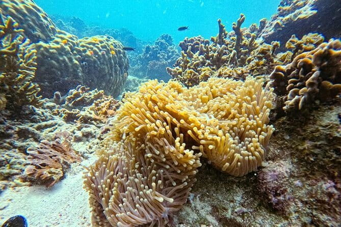 VIP Samui to Nangyuan and TAO adventures Island Tour - Whats Included and What to Expect