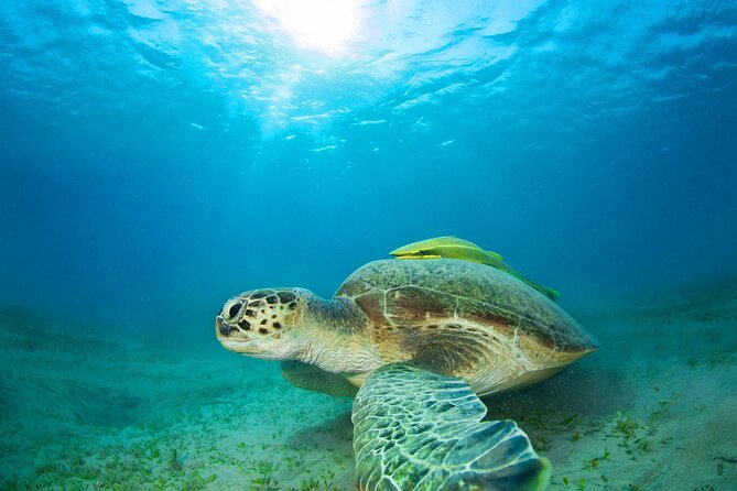 Snorkel Adventure to Ko Tao and Ko Nang Yuan from Ko Samui - Practicalities: What You Need to Know