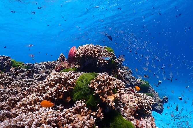 Lazy Similan Islands Marine Journey by Speedboat from Phuket - Practical Tips for the Tour