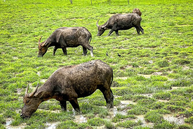 Phuket Coast To Coast E-Bike Tour - Exploring the Phuket Coast To Coast E-Bike Tour