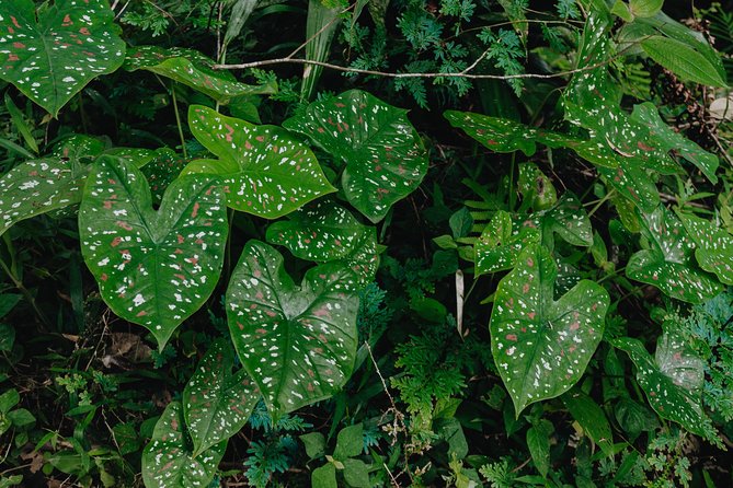 The Phuket Rites of Passage Eco Adventure - Key Points