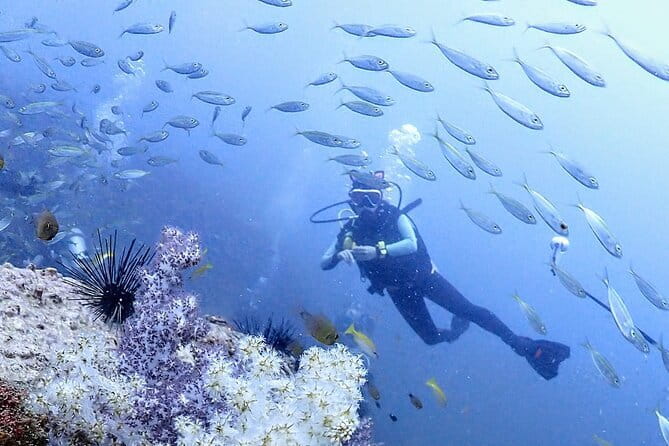 Phuket Scuba Diving Phi Phi Islands (Certified Divers Only) - Itinerary Breakdown and Experience Details