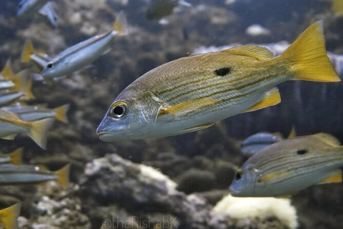 Phuket Scuba Diving Phi Phi Islands (Certified Divers Only) - What Makes This Tour Stand Out?