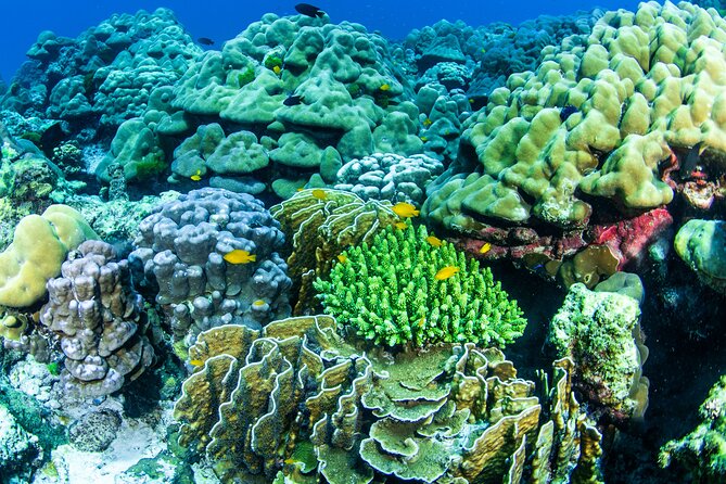 Scuba Diving Daytrip to Racha Yai - Who Will Love This Tour?