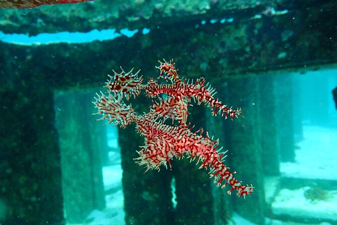 Scuba Diving Daytrip to Racha Yai - FAQ