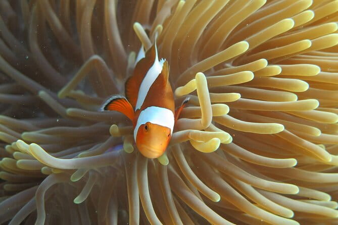 Phi Phi Bamboo Islands Full Day - Premium - Viking Cave and Cultural Sights