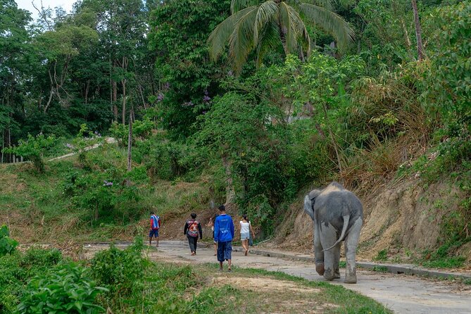 Patong Highlight Elephant Sanctuary with Guide Tour - An In-Depth Look at the Patong Highlight Elephant Sanctuary Tour