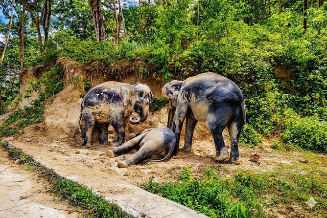 Phuket Ethical Elephant Sanctuary Guided Tour and Hotel Transfers - Good To Know