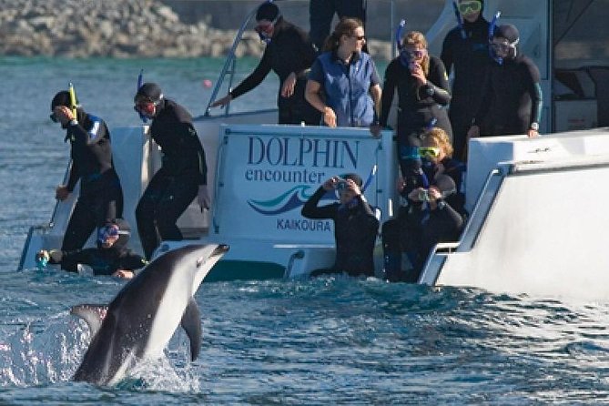Kaikoura Swim with Dolphins Tour from Christchurch - Exploring the Kaikoura Swim with Dolphins Tour from Christchurch