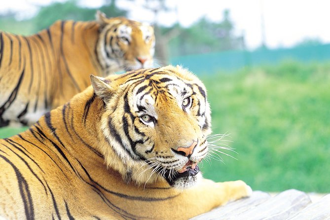 Everland Amusement Park with free-ride Ticket - Authentic Experiences and Traveler Feedback