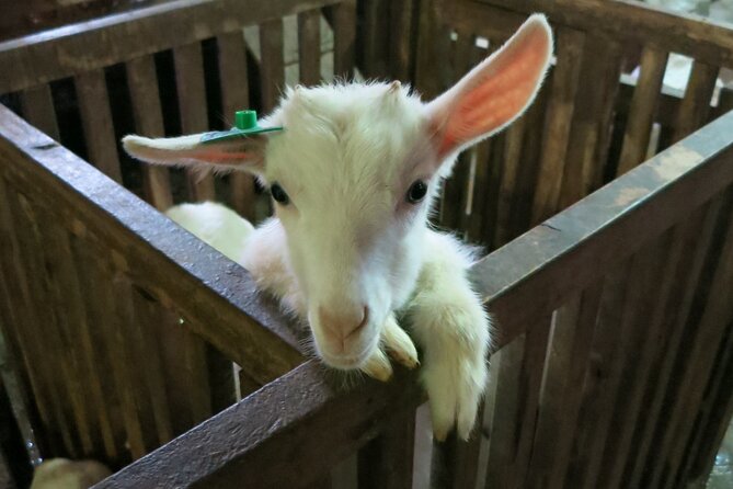 Authentic Vietnam Farming Full Day Small Group Tour - A Deep Dive into the Experience