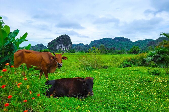 Small Group of 11 Discover Ninh Binh: Hoa Lu, Tam Coc, Mua Caves - Frequently Asked Questions
