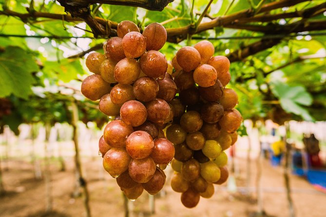 Hiking 8 Angel Beaches - Vinh Hy 2 Days 1 Night - Final Thoughts: Who Should Consider This Tour?