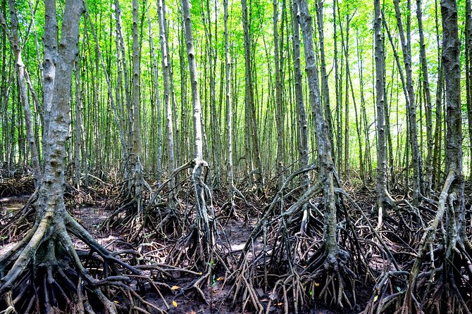 Can Gio Mangrove Forest 1 day tour - Final Thoughts