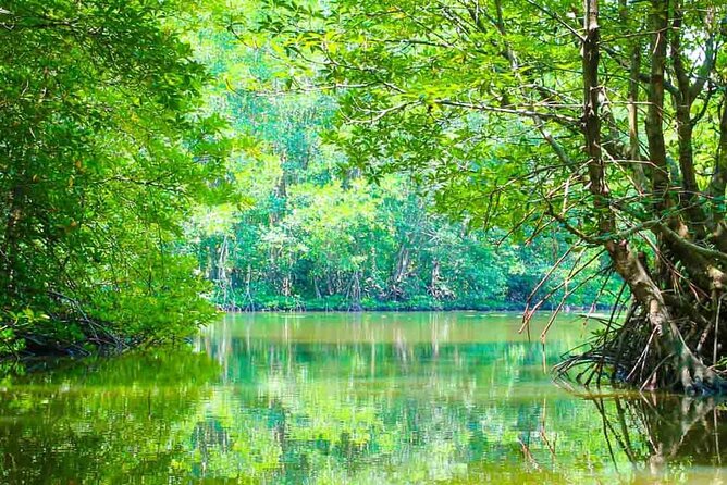 Can Gio Mangrove Forest 1 day tour - Exploring the Can Gio Mangrove Forest on a One-Day Tour