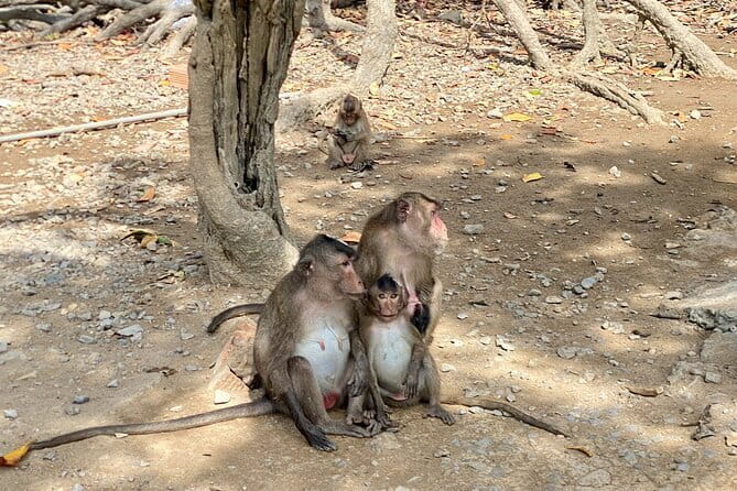 UNESCO Listed Can Gio Mangrove and Monkey Island trek - What Makes This Tour Stand Out?