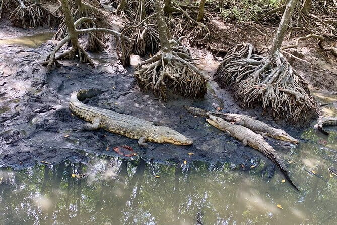 UNESCO Listed Can Gio Mangrove and Monkey Island trek - Who Will Love This Tour?
