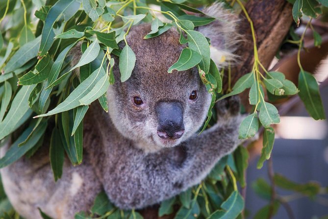 Private Guided Tour: Blue Mountains Tour from Sydney - Key Points
