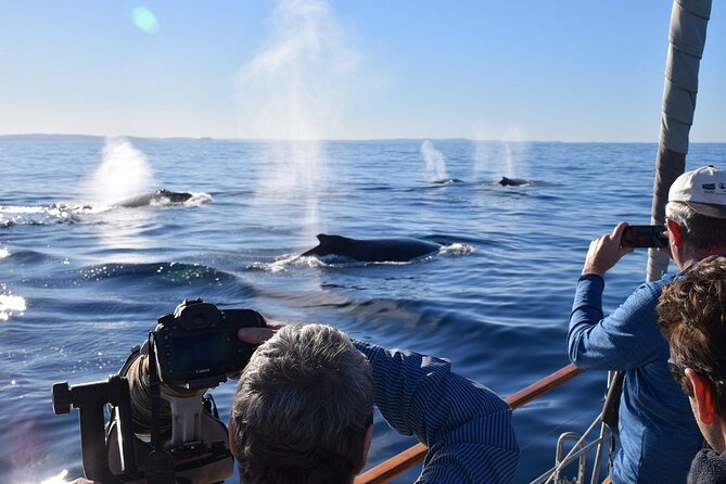 Sydney Whale Watching and Sightseeing Sailing Private Tour - Who Will Love This Tour?