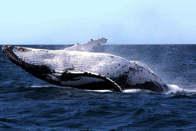 Sydney Whale Watching and Sightseeing Sailing Private Tour - An In-Depth Look at the Sydney Whale Watching and Sightseeing Sailing Tour