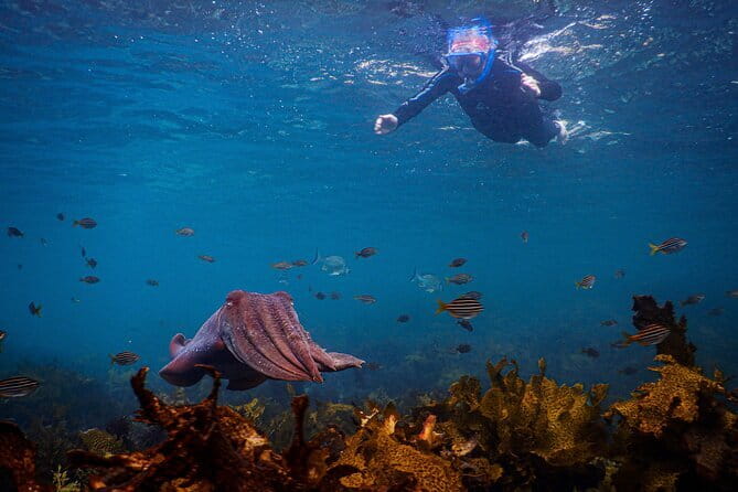 Non Swimmers Discovery Tour ocean - Considerations and Tips