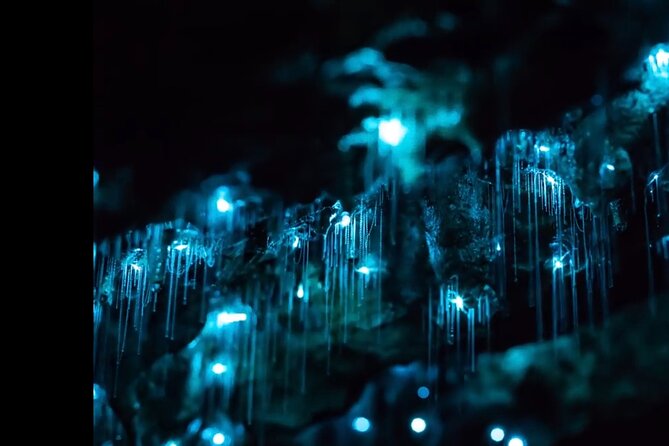 Blue Mountains Hiking Glow worms Cave Wildlife Spotlighting Night Adventure - Exploring the Blue Mountains After Dark: Glow Worms, Wildlife, and Nighttime Adventure